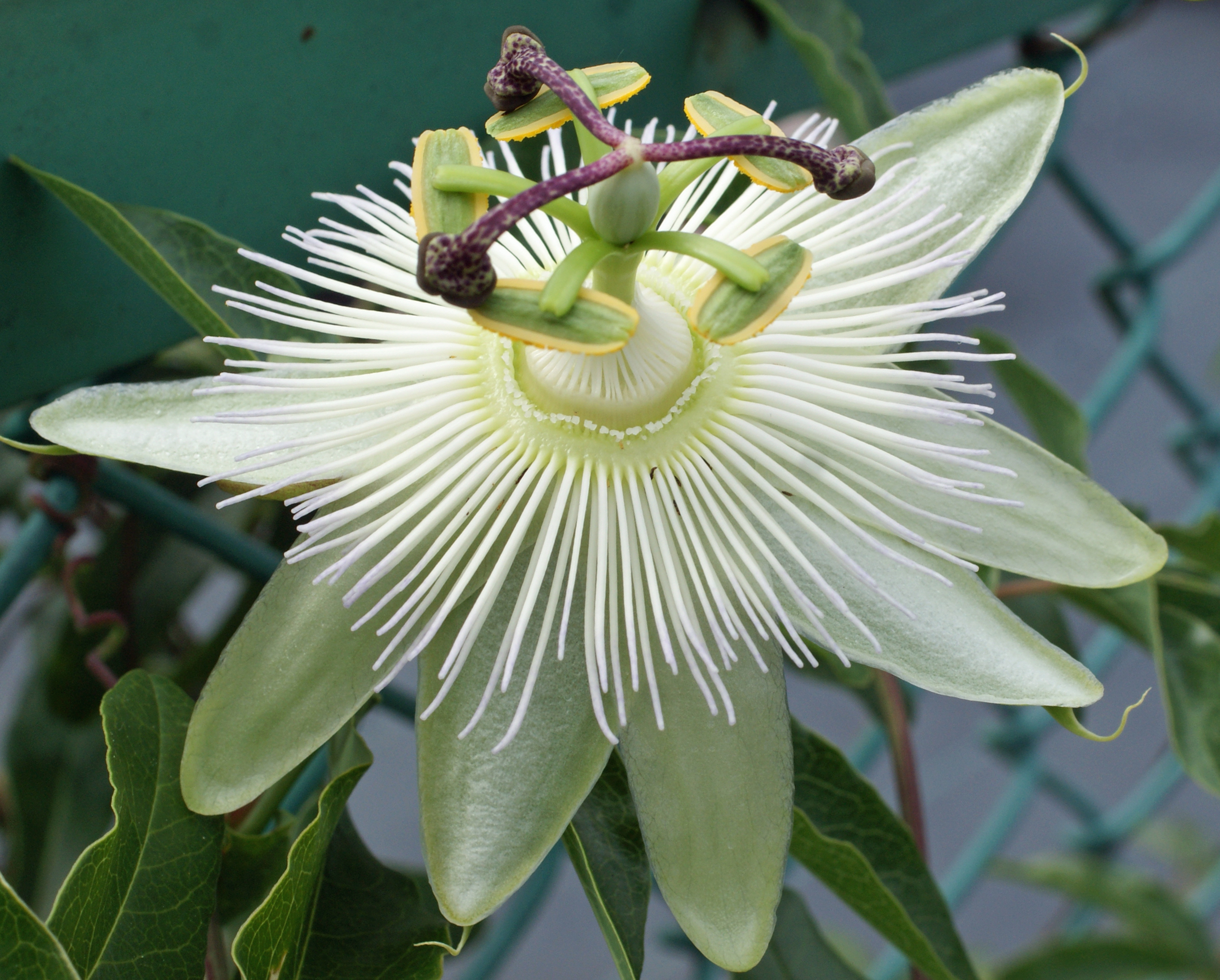 tokeiso2402_large.jpg